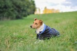 Coldy bunda pro psa s kapucí Barva: Černo-modrá, Délka zad (cm): 30, Obvod hrudníku: 26 - 40 cm