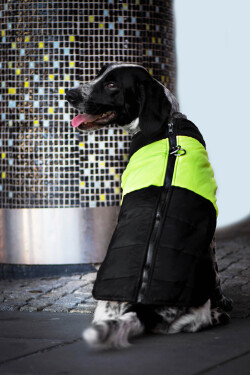 Slim-rainy obleček pro psa na zip Barva: Černo-žlutá, Délka zad (cm): 20, Obvod hrudníku: 32 - 36 cm
