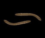 Libra Lures Fatty D’Worm Brown - D’Worm 6,5cm 10ks,Libra Lures Fatty D’Worm Brown - D’Worm 6,5cm 10ks