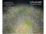 Flacarp Čelovka HL 2000,Flacarp Čelovka HL 2000
