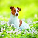 Nástěnný poznámkový kalendář 2026 Helma - Dogs