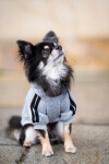 DogBaby bavlněná mikina pro psa Barva: Červená, Délka zad (cm): 25, Obvod hrudníku: 30 - 36 cm