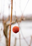 Chytil Boosterované boilies 130g 24mm Black Panther (BOOB/BP24)