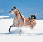 Kalendář nástěnný 2024 - Horses