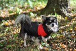 Slim-rainy obleček pro psa na zip Barva: Černo-červená, Délka zad (cm): 51, Obvod hrudníku: 74 - 80 cm