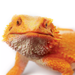 Safari Ltd. Safari Ltd. Figurka - Agama vousatá