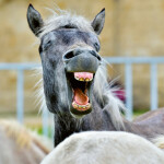 Nástěnný poznámkový kalendář 2026 NOTIQUE - Úsměv, prosím, 30 x 30 cm