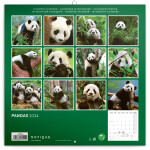 Kalendář 2024 poznámkový: Pandy, 30 × 30 cm