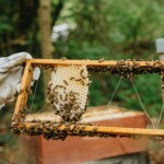 Včelařství Domovina Ovocné mámení dárkové balení Česká bedýnka 2x380 g ochucené medy