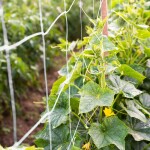 STREND PRO 2210351 Sít podpůrná na okurky, 150cm x 10m, oko 13x13cm, zelená