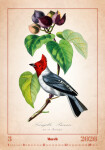 Nástěnný kalendář 2026 Helma - Aviarium, 31,5 x 45 cm