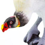 Safari Ltd. Safari Ltd. Figurka - Kondor královský