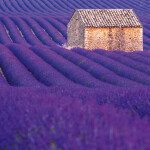 Nástěnný poznámkový kalendář 2026 NOTIQUE - Provence, 30 x 30 cm
