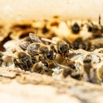 Včelařství Domovina Pomeranče hřebíčkem medu Hmotnost: