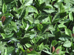 Umělý živý plot – Divy Photinia Plus 3x1,5 m [4,5 m²]