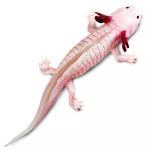 Safari Ltd. Safari Ltd. Figurka - Axolotl
