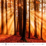 Nástěnný kalendář 2026 Helma - Les