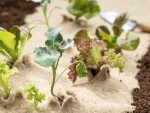 Rozložitelná ekotextilie z vlny a 100% biomasy – Agrotextílietilie EKO W - 250 g/m² 2×35 m [70 m²]