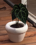 HOME STUDYO Planter PIERRE Bone Gloss