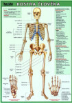 Kostra člověka Kupka Petr