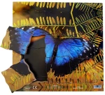 Just Jigsaws 601 Motýl a jeho životní cyklus - dřevěné vrstvené puzzle