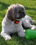 Dog Trace D-control professional 2000 mini oranžová