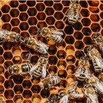 Včelařství Domovina Květový med lípou Hmotnost: