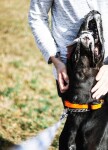 Dog Trace D-control professional 1000 mini oranžová