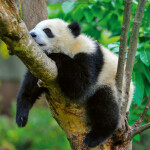 Nástěnný poznámkový kalendář 2026 NOTIQUE - Pandy, 30 x 30 cm