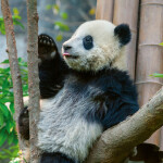 Nástěnný poznámkový kalendář 2026 NOTIQUE - Pandy, 30 x 30 cm