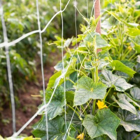 STREND PRO 2210350 Sít podpůrná na okurky, 200cm x 10m, oko 13x13cm, zelená