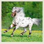 Nástěnný kalendář 2027 Helma Horses