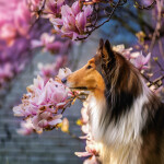 Nástěnný poznámkový kalendář 2026 NOTIQUE - Psi, 30 x 30 cm