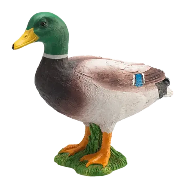 Mojo Kachna divoká kačer