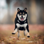 Nástěnný kalendář poznámkový 2027 Notique Happy Doge, 30 x 30 cm