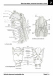 Netterův vybarvovací anatomický atlas - Frank H. Netter
