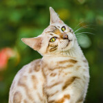 Nástěnný poznámkový kalendář 2026 NOTIQUE - Kočky, 30 x 30 cm