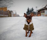 Deril manšestrová bunda pro psa Barva: Zelená, Délka zad (cm): 26, Obvod hrudníku: 33 - 36 cm