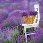 Nástěnný poznámkový kalendář 2026 NOTIQUE - Provence, 30 x 30 cm
