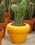 HOME STUDYO Planter PIERRE Yolk Matte