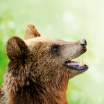 Nástěnný poznámkový kalendář 2026 NOTIQUE - Úsměv, prosím, 30 x 30 cm