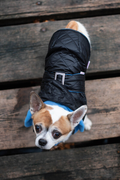 Coldy bunda pro psa s kapucí Barva: Černo-modrá, Délka zad (cm): 30, Obvod hrudníku: 26 - 40 cm