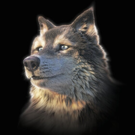 Pohlednice 3D Wolf Selfie Square