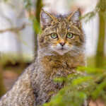 Nástěnný poznámkový kalendář 2026 NOTIQUE - Kočky, 30 x 30 cm