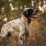 Obojek pro dalšího psa DOG GPS X25B- zelená