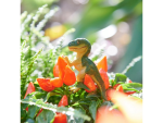 Safari Ltd. Safari Ltd. Figurka - Tyrannosaurus Rex Baby (s rozšířenou realitou)