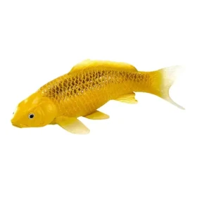 Mojo Kapr koi kin matsuba ú od 3 let