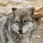 Vlčpanna - Vladimír Zajíc - audiokniha