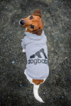 DogBaby bavlněná mikina pro psa Barva: Červená, Délka zad (cm): 25, Obvod hrudníku: 30 - 36 cm