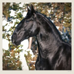Nástěnný kalendář 2027 Helma Horses